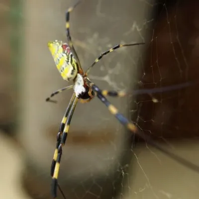 Joro spiders, while scary, are not actually venomous