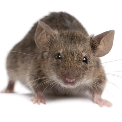 A small rodent