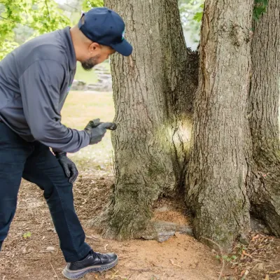 A Suburban exterminator examining ants in a tree