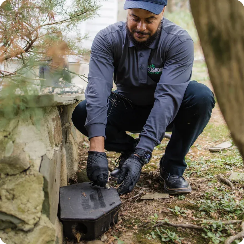 checking rodent bait station