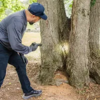 A Suburban exterminator examining ants in a tree