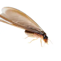 a close up photo of a termite swarmer