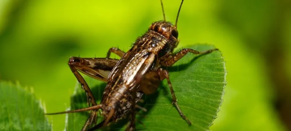 cricket on a leaf